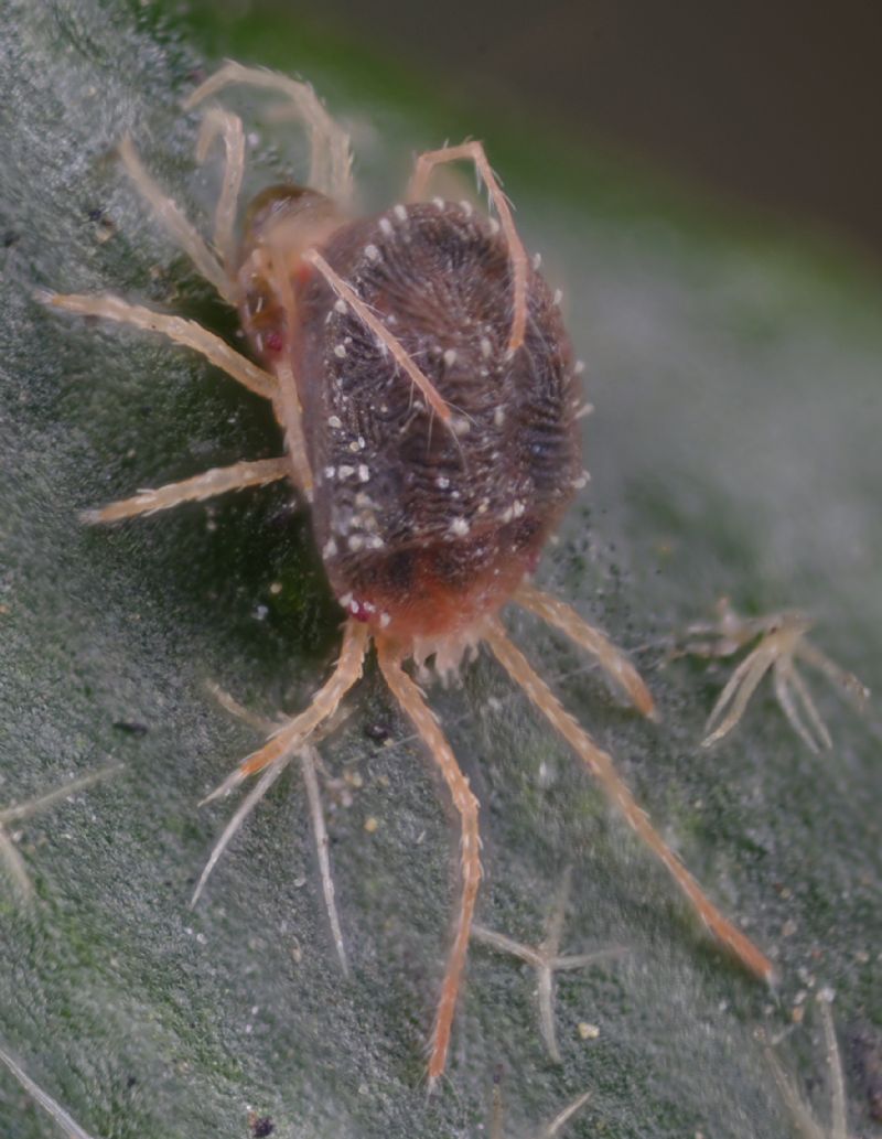 Acari su foglie di edera: cfr.  Tetranychidae - Rende (CS)